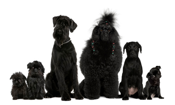 black dogs