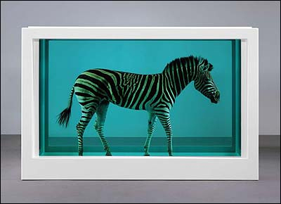 Damien Hirst's zebra preserved in formaldehyde 
  tank